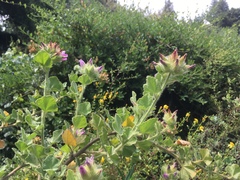 Malacothamnus lucianus