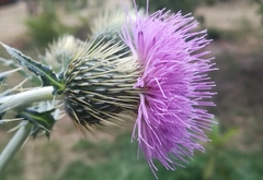 Cirsium rhaphilepis
