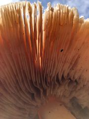 Pluteus cervinus