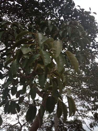 Ficus observed 2026-10-30