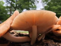 Pluteus cervinus