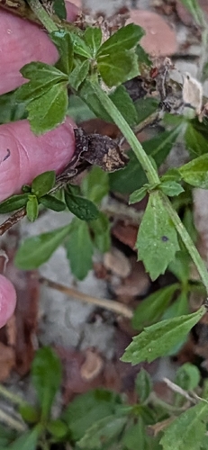 Phyla nodiflora observed 2026-10-30