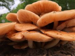Pluteus cervinus