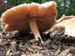 Pluteus cervinus