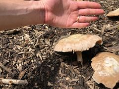 Pluteus cervinus