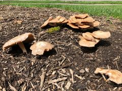 Pluteus cervinus