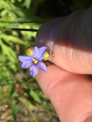 Sisyrinchium biforme