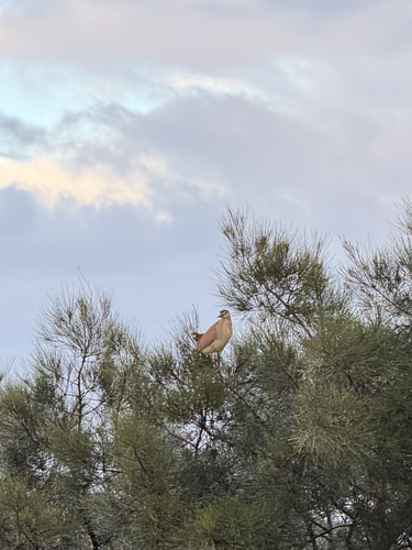 Nycticorax nycticorax observed 2026-10-31
