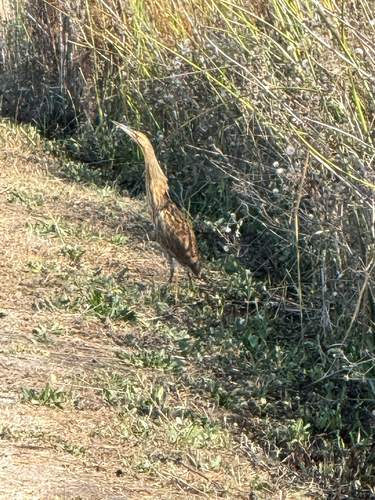 Aves observed 2026-10-30