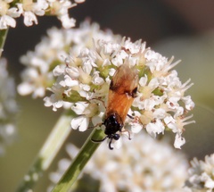Arge cyanocrocea