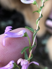 Cyphia digitata digitata