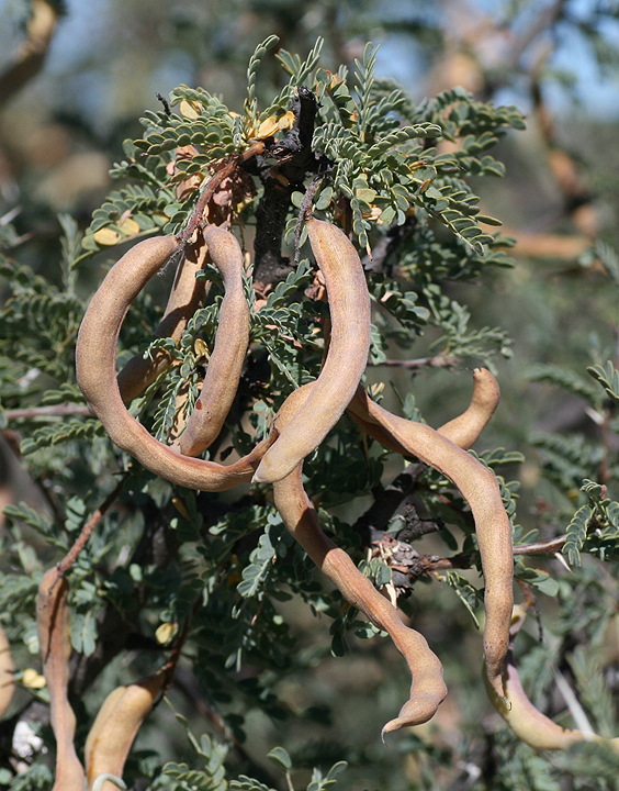 Prosopis palmeri S.Watson 4