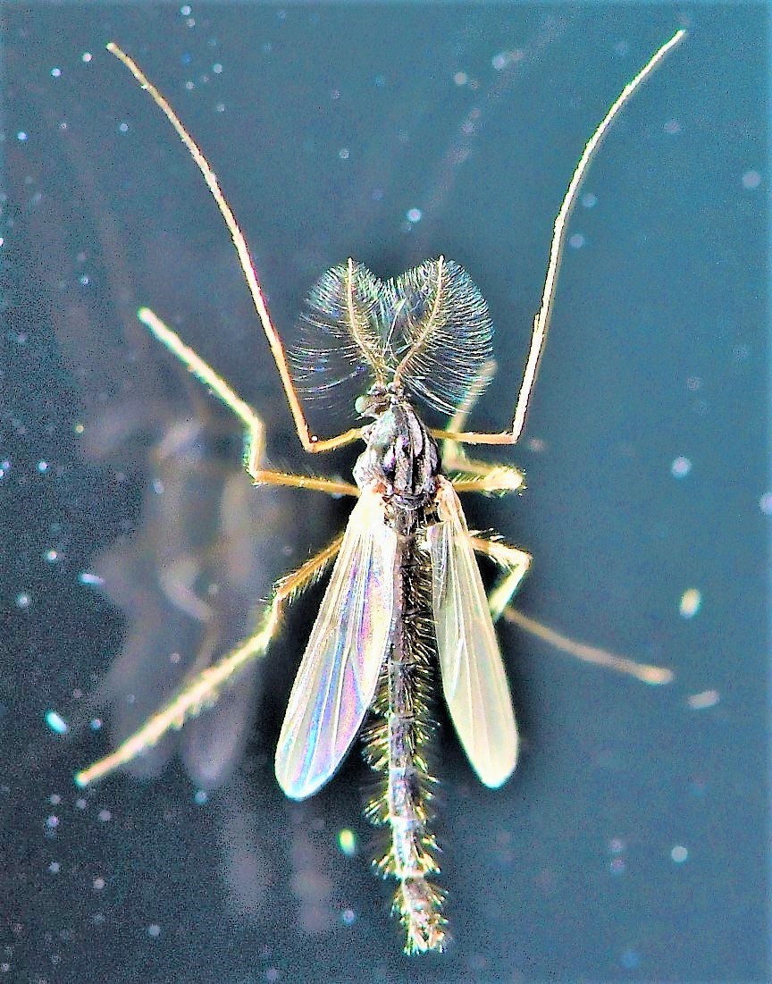 The Ohio Nature Blog: Muffleheads, Midges, or Chironomids- Your Choice