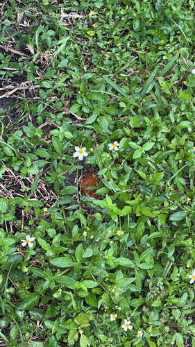 Bidens pilosa observed 2026-10-30