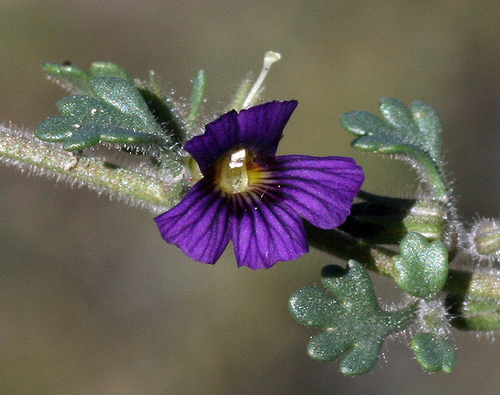Schistophragma