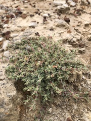 Atriplex pacifica