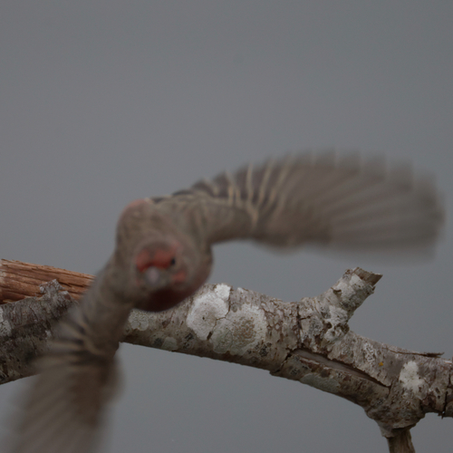 Haemorhous mexicanus observed 2026-10-30