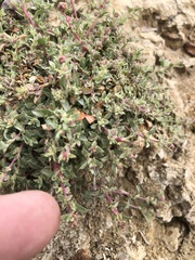 Atriplex pacifica