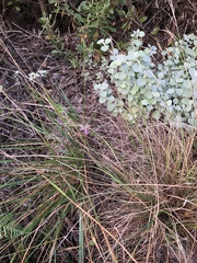 Cyphia digitata digitata