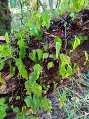 Hymenophyllum cruentum image