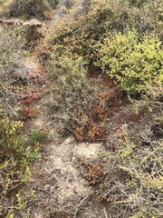 Aphanisma blitoides