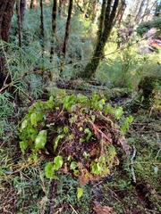 Hymenophyllum cruentum image