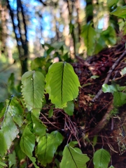 Hymenophyllum cruentum image