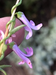 Cyphia digitata digitata