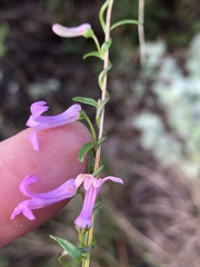 Cyphia digitata digitata