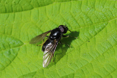Cheilosia variabilis