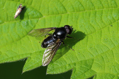 Cheilosia variabilis