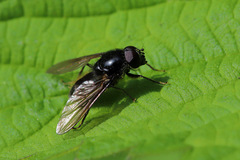 Cheilosia variabilis