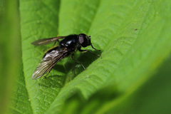 Cheilosia variabilis