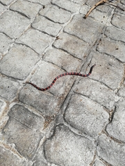 Geophis semidoliatus