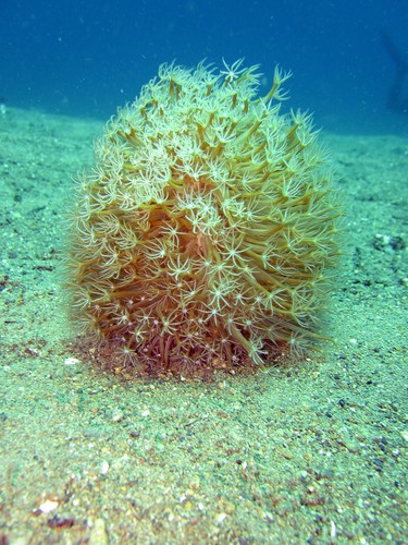 Representative image of Cavernularia