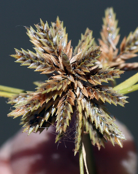 Cyperus elegans