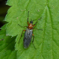 Bibio articulatus