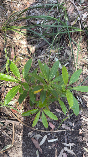 Pittosporum observed 2026-10-31