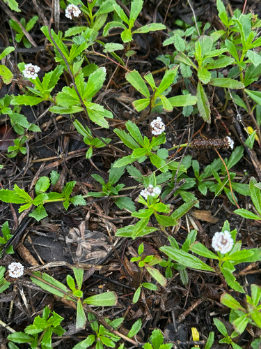 Phyla nodiflora observed 2026-10-30