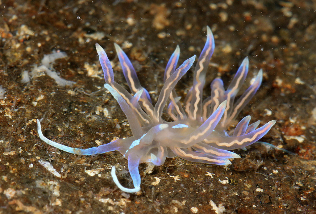 Phyllodesmium opalescens