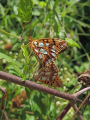 Issoria lathonia