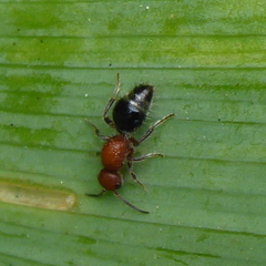 Cystomutilla ruficeps