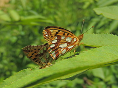 Issoria lathonia
