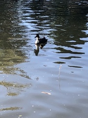 Anas platyrhynchos domesticus