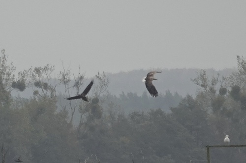 Haliaeetus albicilla observed 2026-10-30