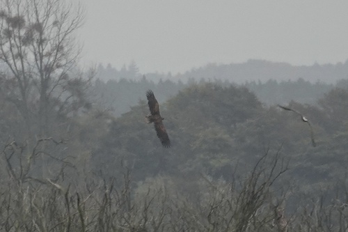 Haliaeetus albicilla observed 2026-10-30