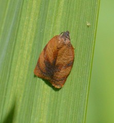 Cacoecimorpha pronubana