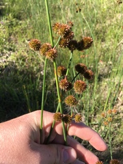 Juncus torreyi