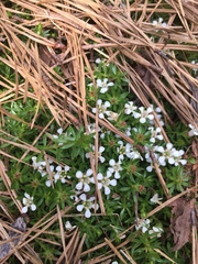 Pyxidanthera barbulata