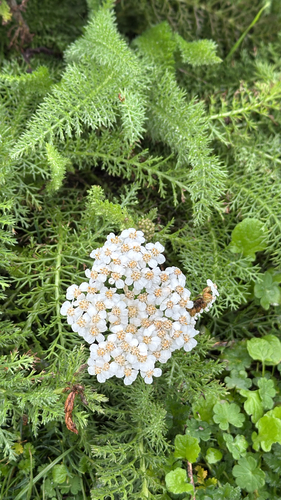 Achillea millefolium observed 2026-10-30